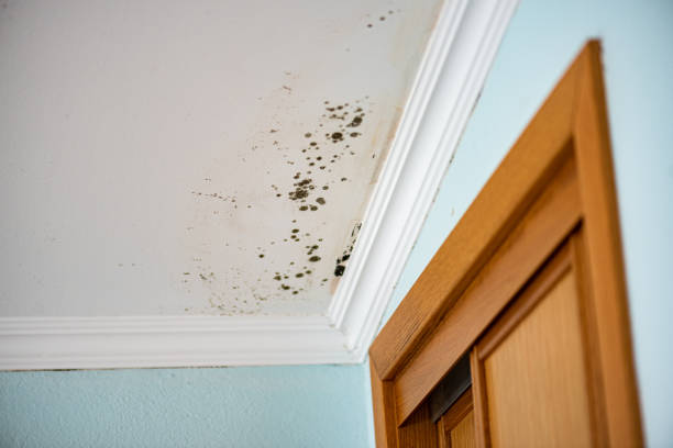 Best Mold Removal Near Me  in Toppers, OK