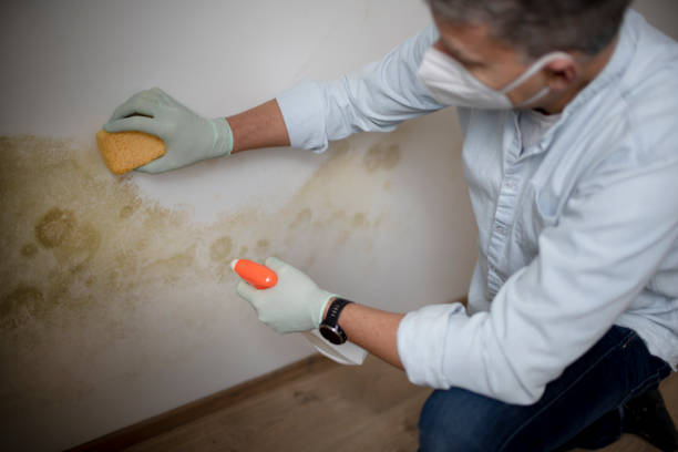 Best Toxic Mold Removal  in Toppers, OK