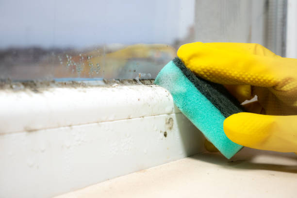 Best Local Mold Removal Service  in Toppers, OK