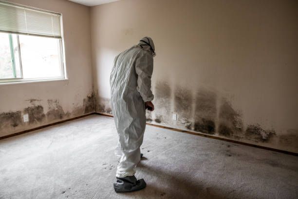 Best Same-Day Mold Removal  in Toppers, OK